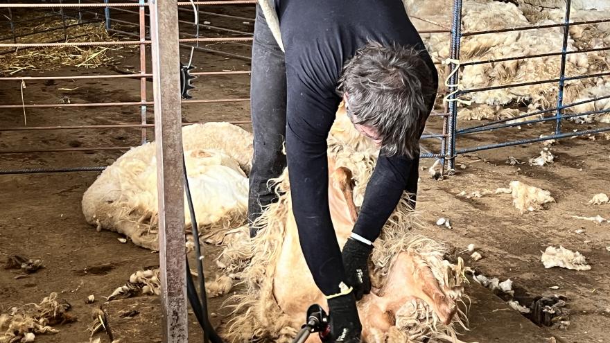 Esquileo de ovejas