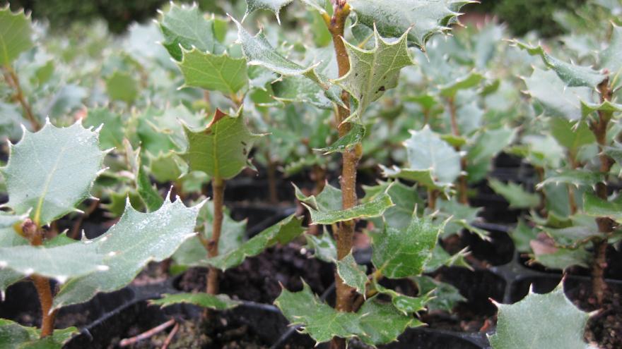 Primer plano de plantula El Escorial