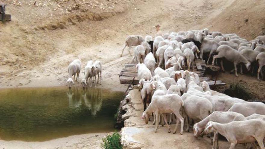 Rebaño de ovejas en el río