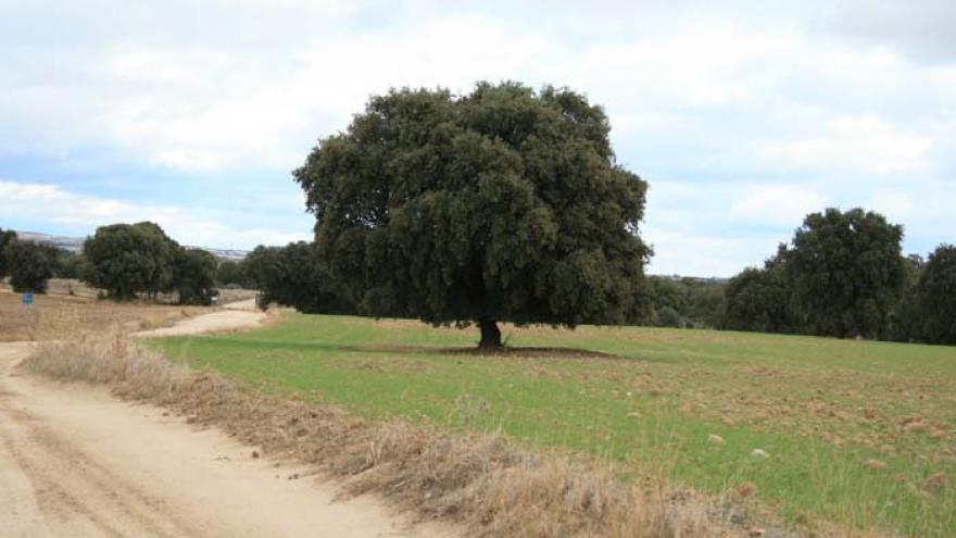 Senda de Villanueva de la Cañada a Brunete - R20