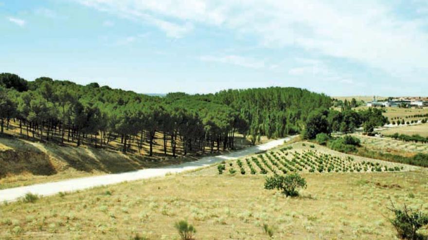 Paisaje de pinares y viñedo en la senda de Móstoles a El Álamo