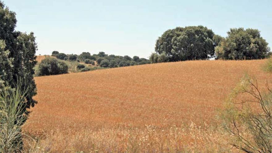 Senda circular de Batres - R33