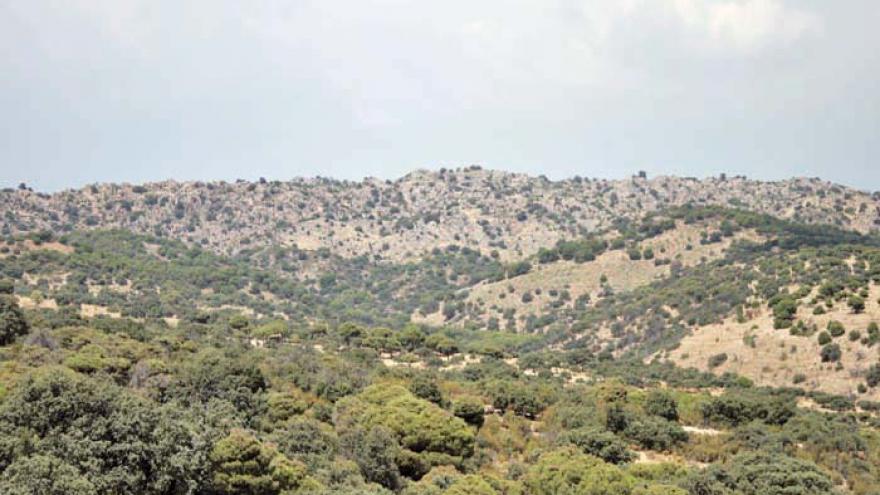 Paisaje de encinar denso con Sierra del Guadarrama al fondo