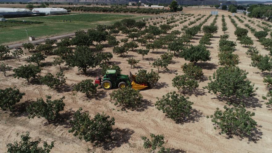 La Comunidad de Madrid lidera cinco proyectos de investigación relacionados con el pistacho para impulsar su rentabilidad Recogida de pistachos