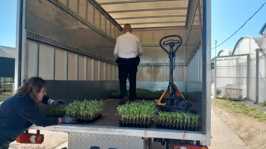 Reparto de variedades hortícolas del IMIDRA