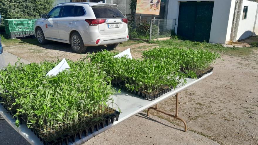 Reparto de variedades hortícolas del IMIDRA
