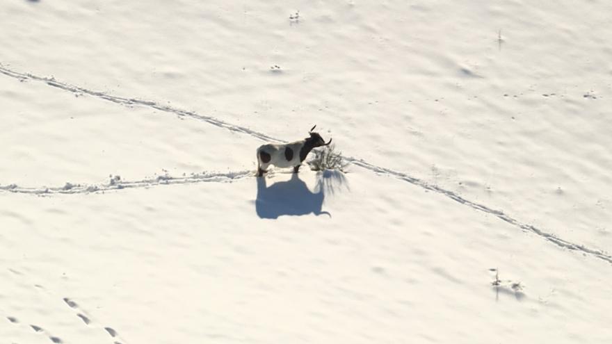 operación por vía aérea para alimentar ganado