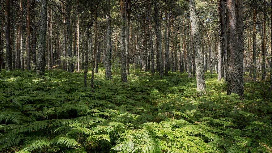 Imagen de la Sierra de Guadarrama