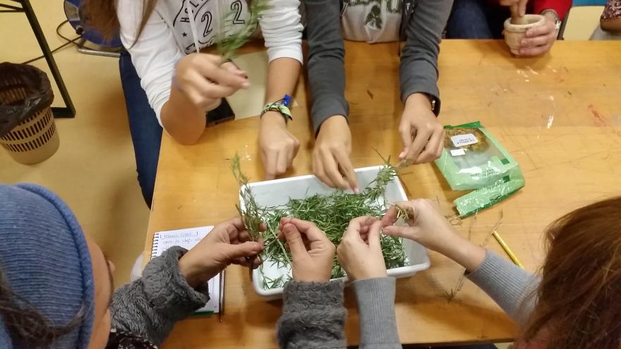 Mesa donde varias personas están cogiendo ramitas de romero