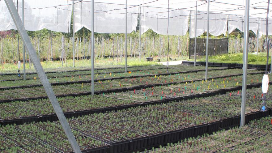 Vivero de la finca El Esocrial