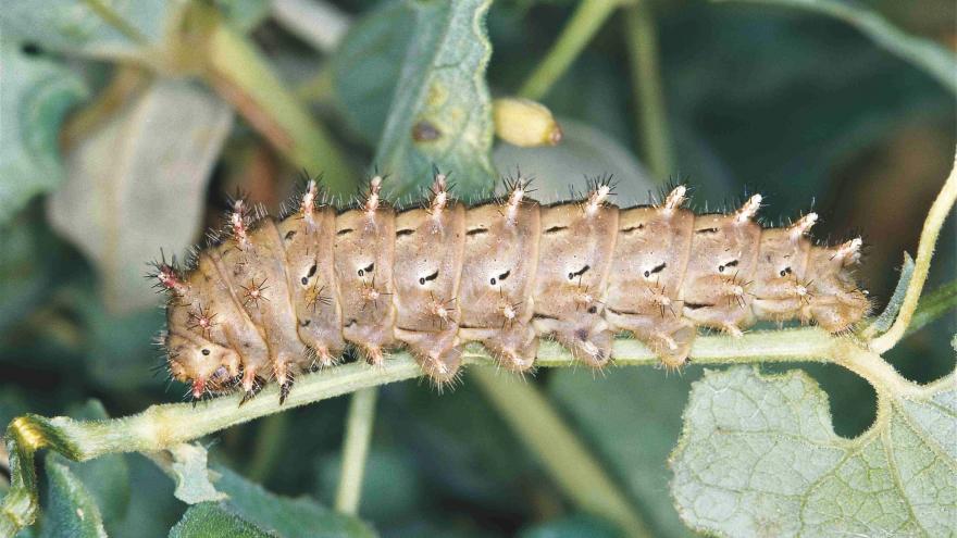 Oruga de Zerynthia rumina