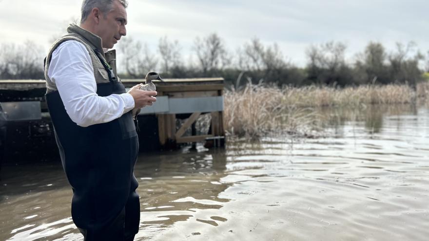 El consejero Carlos Novillo participa en la suelta de cercetas pardilla