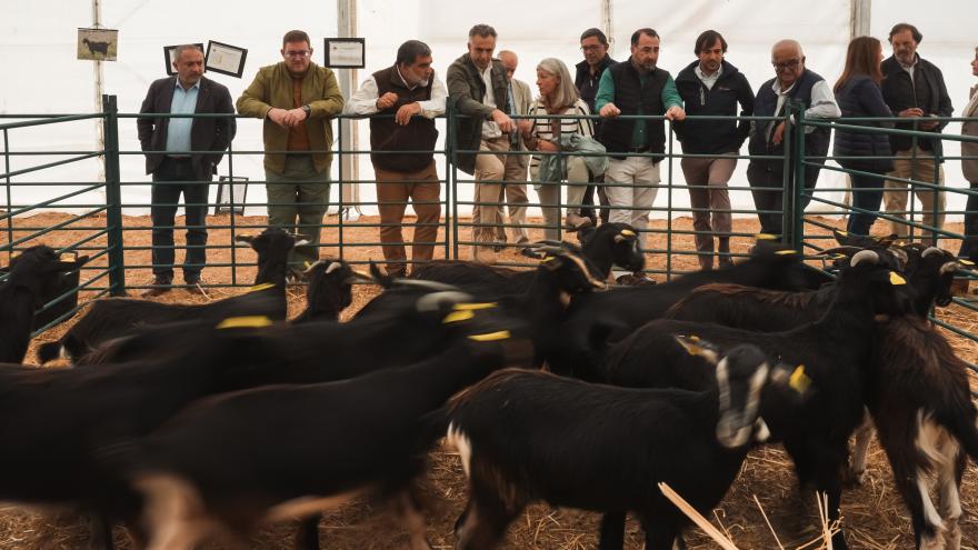 Novillo visita en Colmenar Viejo la 87 edición de la Subasta Nacional de Ganado Selecto El consejero Carlos Novillo durante la Subasta Nacional de Ganado Selecto