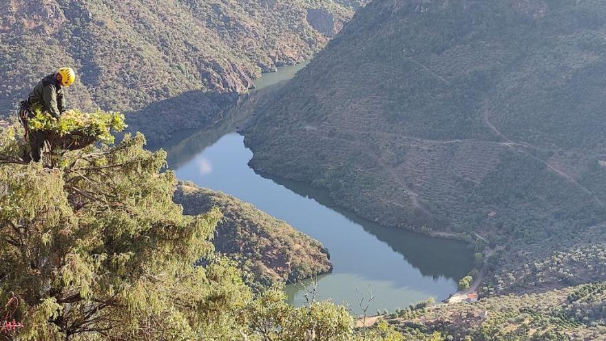 El Cuerpo de Agentes Forestales reconstruye nidos de buitre negro