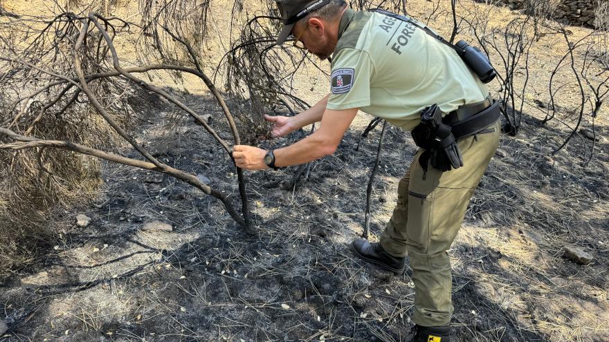 incendios forestales Brigadas Especiales de Incendios Forestales