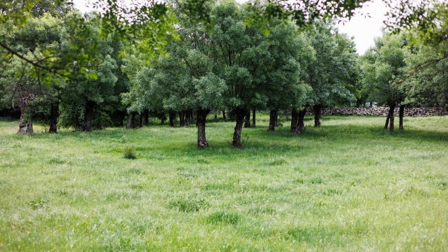 Parque Regional de la Cuenca Alta del Manzanares - Vegetación