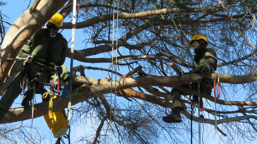 Agente forestal en árbol