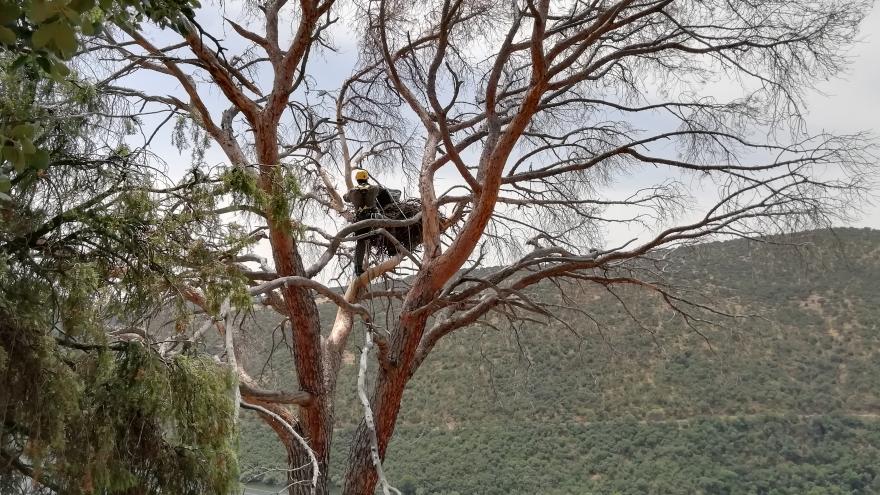 Agente forestal en árbol