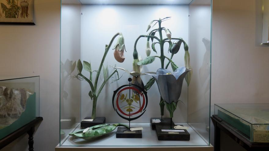 Imagen de exhibición y montaje en Gabinete de Historia Natural  Modelos didácticos