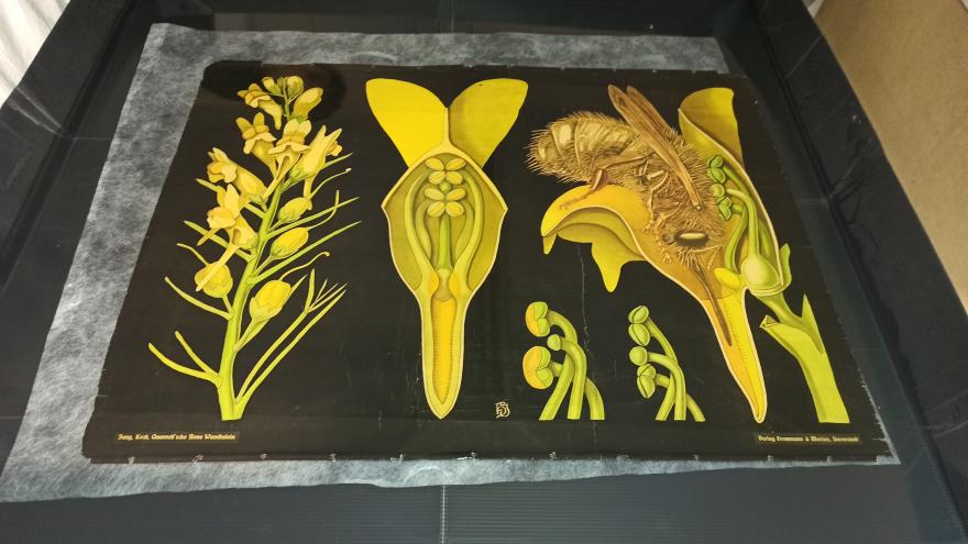 imagen de una lámina didáctica durante su restauración