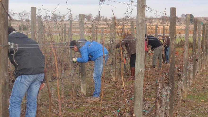 Alumnos en curso de poda de viñedo