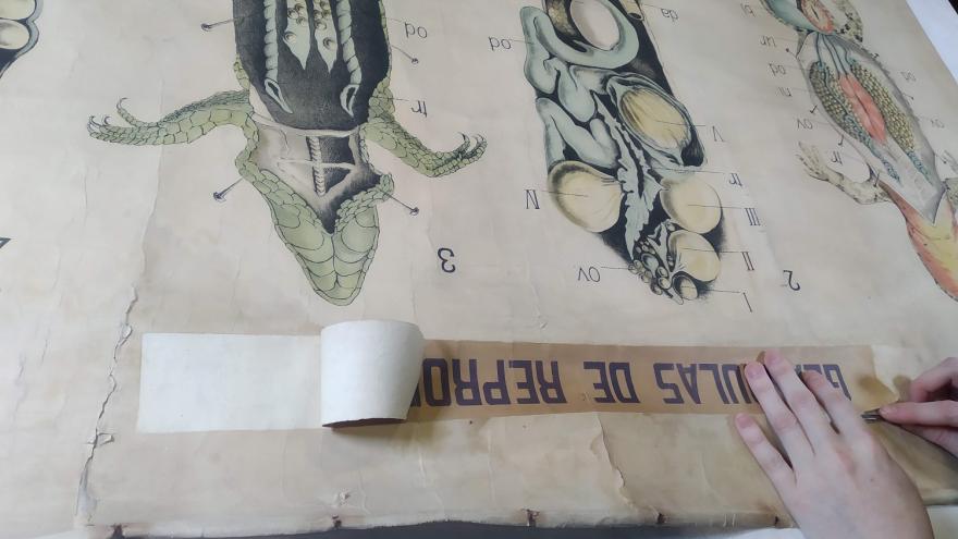 imagen de una lámina didáctica durante su restauración