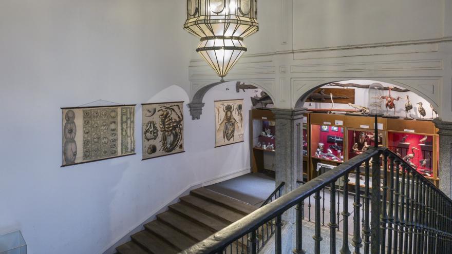 imagen escalera del museo de ciencias