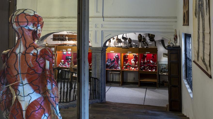 imagen de museo con modelos anatómicos y zoológicos