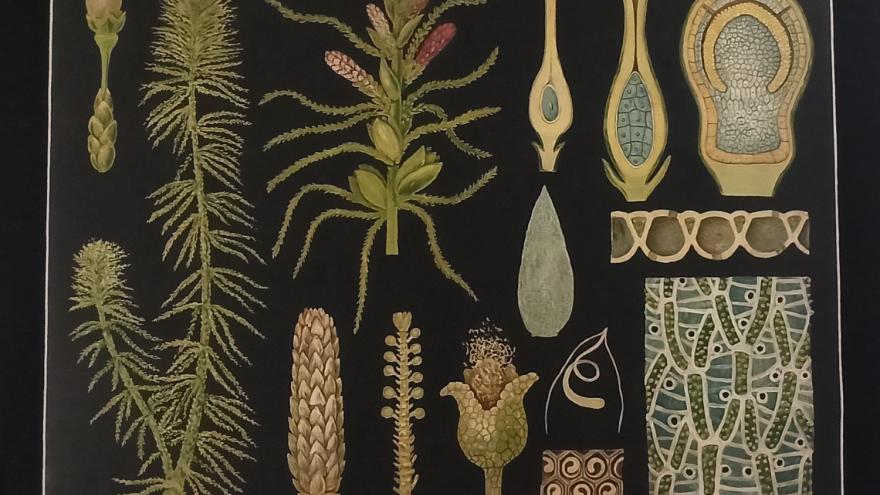 imagen lámina botánica con ilustraciones de plantas