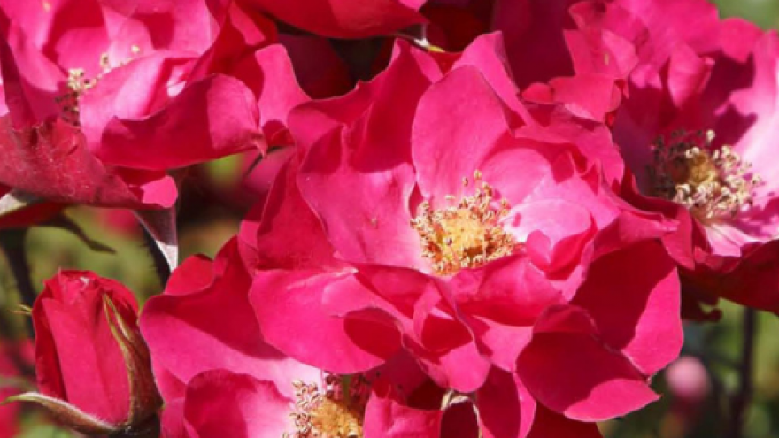 primer plano de arbuto de rosas de color rosa