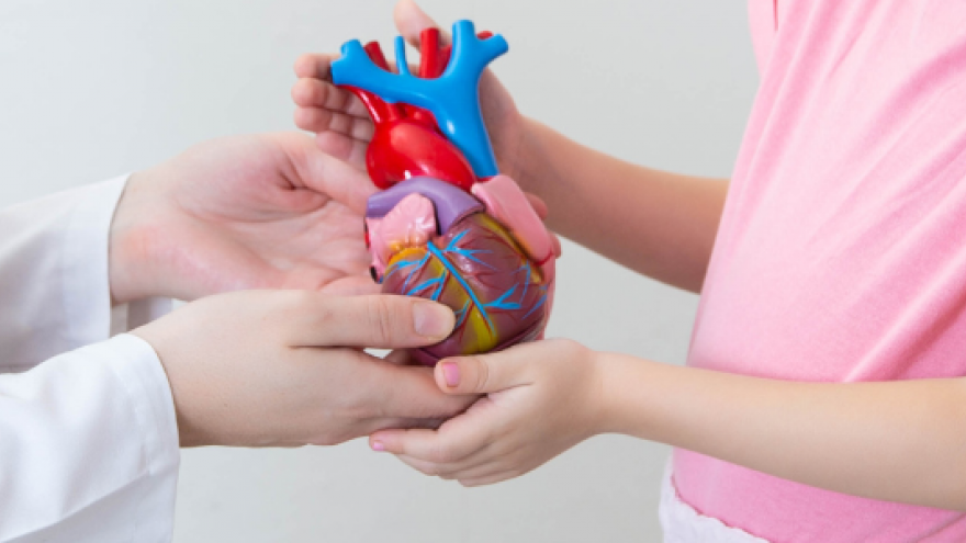 torsos de una médica y una niña que sujeta cada una por un lado un modelo 3D de corazón 