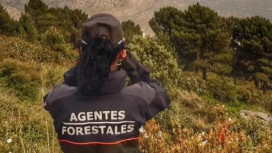 agente forestal
