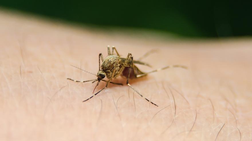 Mosquito