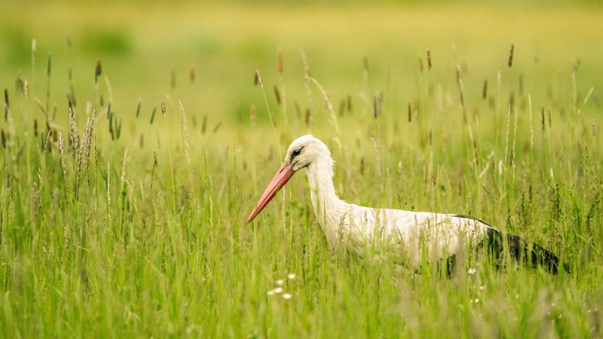 Cigüeña blanca en Red Natura 2000