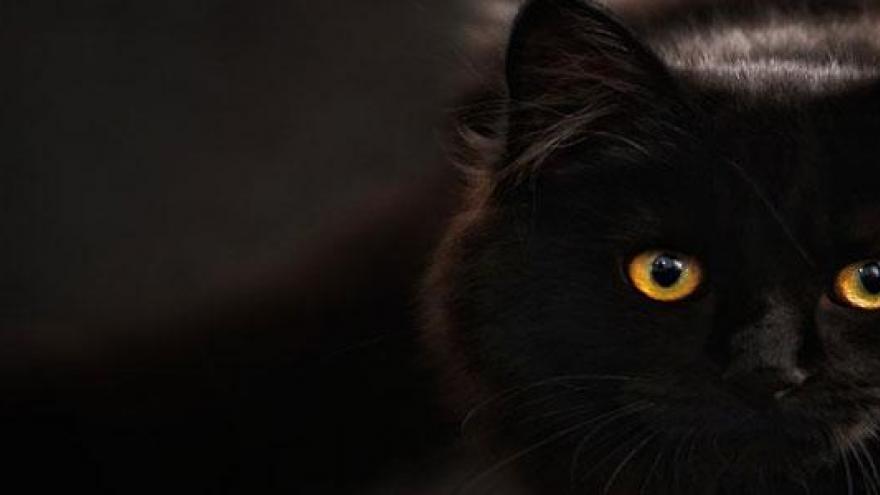 gatos normativa mascotas normativa