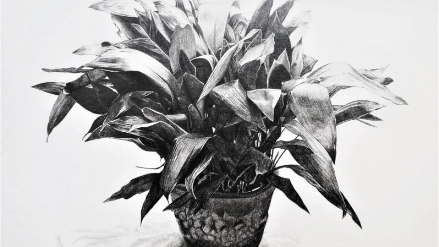 grabado de una planta 