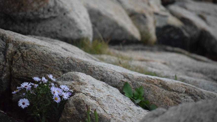 imagen de rocas con flores