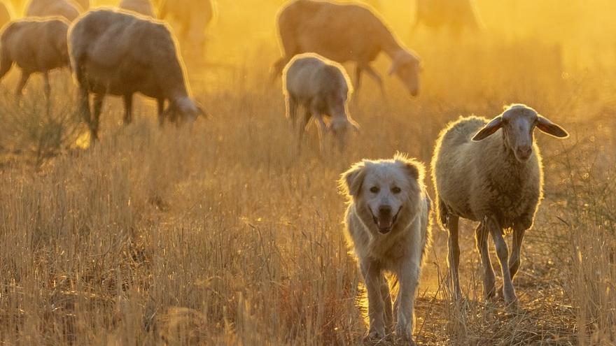 Accede al trámite de transporte de animales vivos