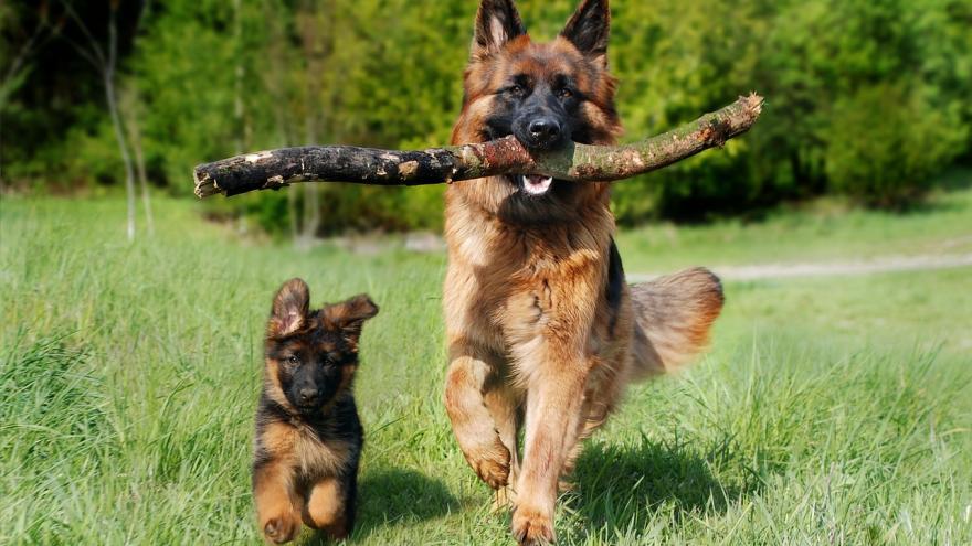 Perro grande mordiendo rama y cachorro