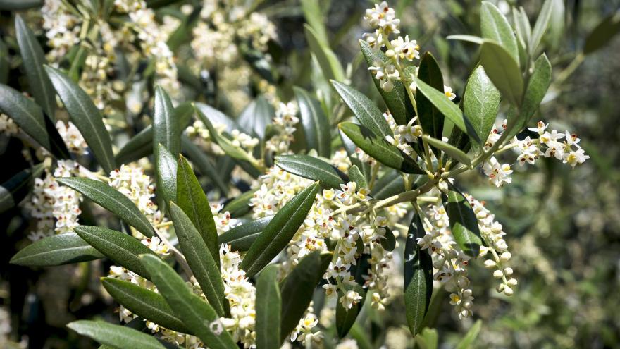 Olivo con flores