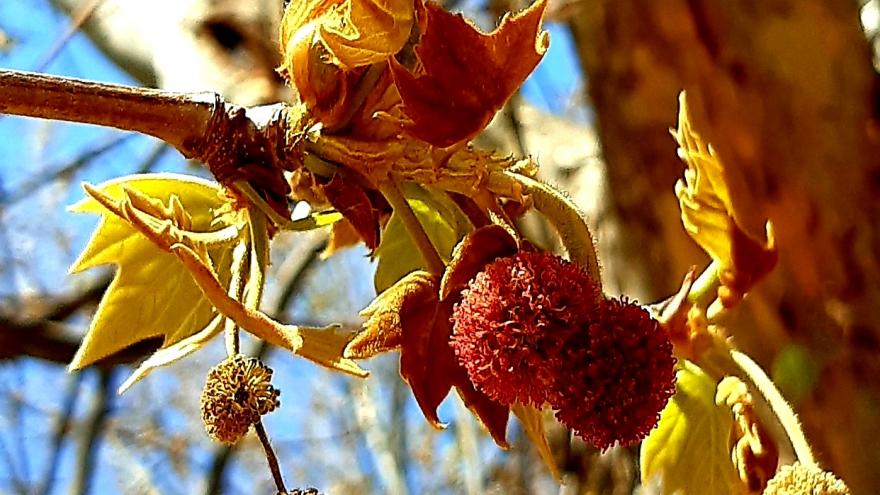 Flores del plátano de sombra