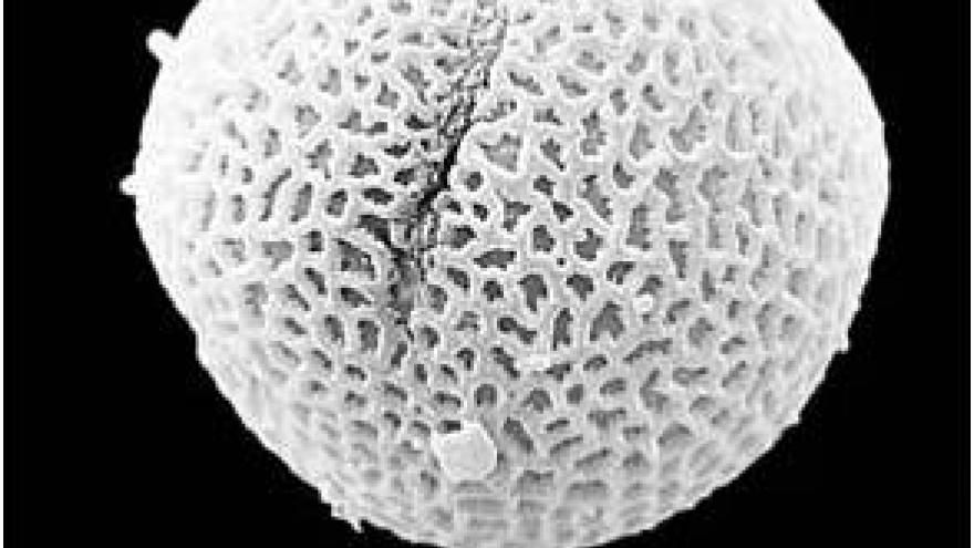Polen de Fraxinus (fresno) Imagen de grano de polen de Fraxinus (fresno) al microscopio electrónico