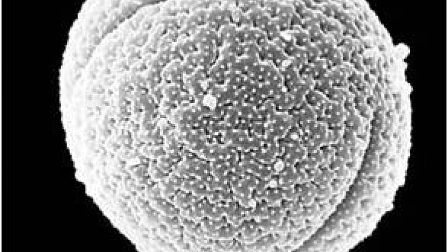Polen de Rumex (acedera) Imagen de grano de polen de Rumex (acedera) al microscopio electrónico