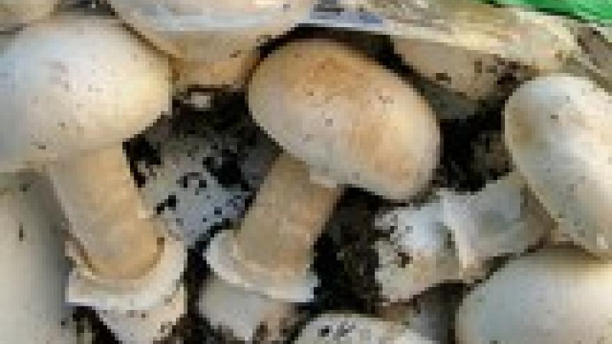Agaricus bitorquis