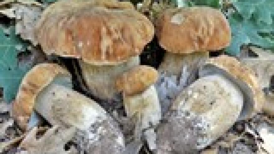 Boletus reticulatus