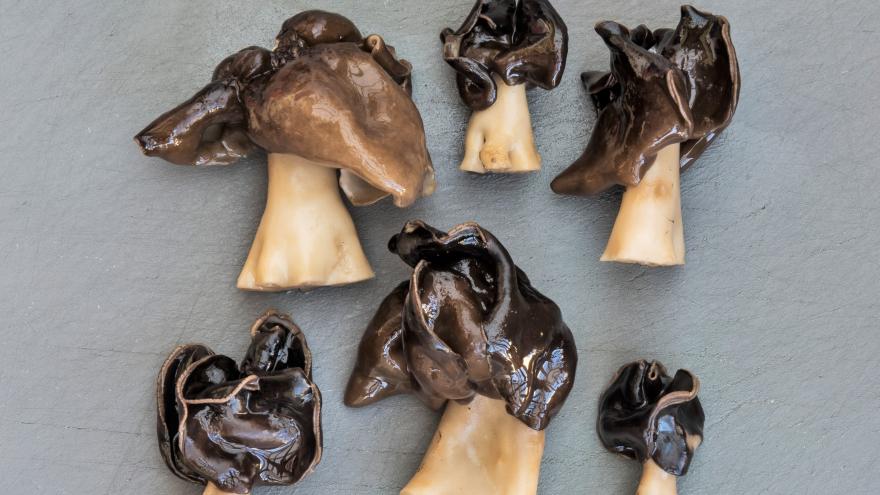 Helvella leucopus cocinada