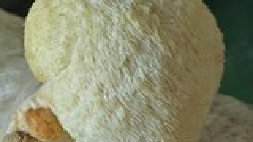 Hericium erinaceus