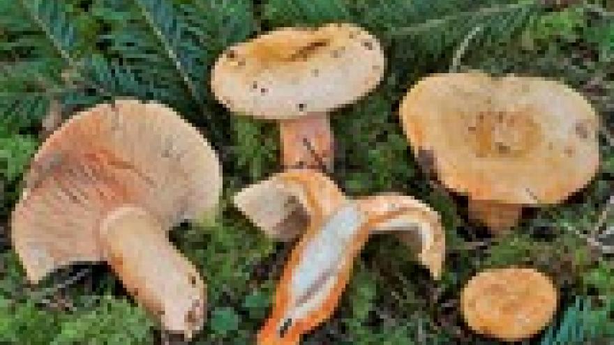 Lactarius salmonicolor