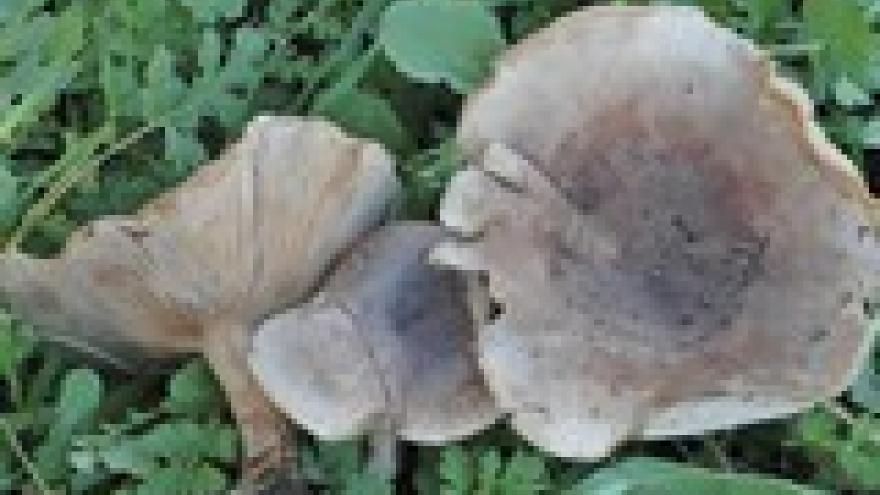 Lepista panaeolus