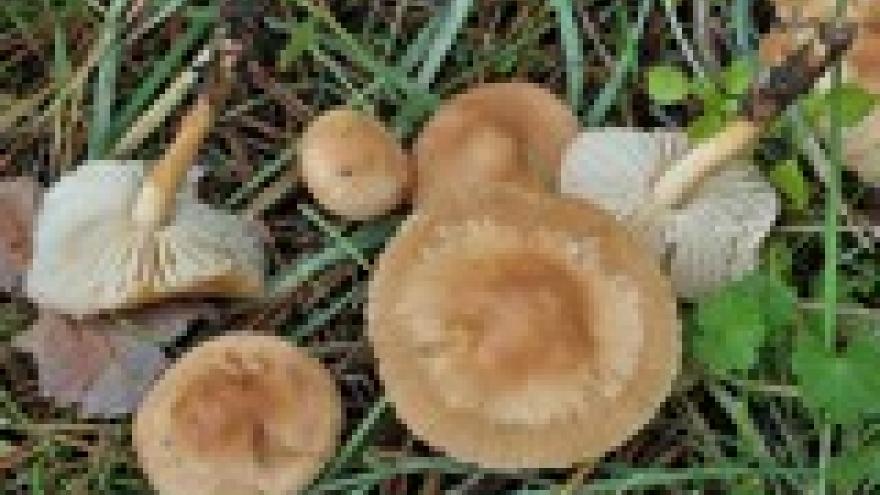Marasmius oreades